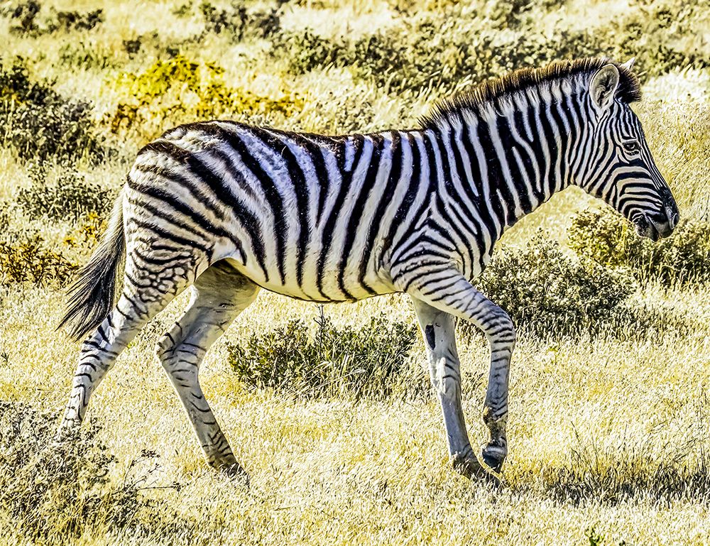 Etosha NP, Namibia, Africa.  young Plains Zebra in the savannah at sunset.